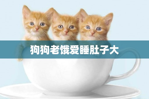 狗狗老餓愛睡肚子大