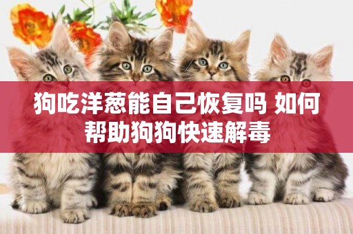 狗吃洋蔥能自己恢復嗎 如何幫助狗狗快速解毒