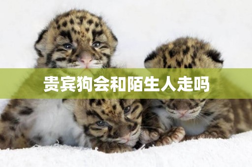 貴賓狗會和陌生人走嗎