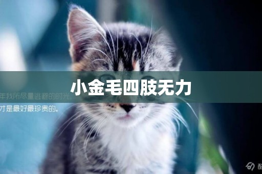 小金毛四肢無力