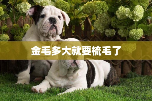 金毛多大就要梳毛了