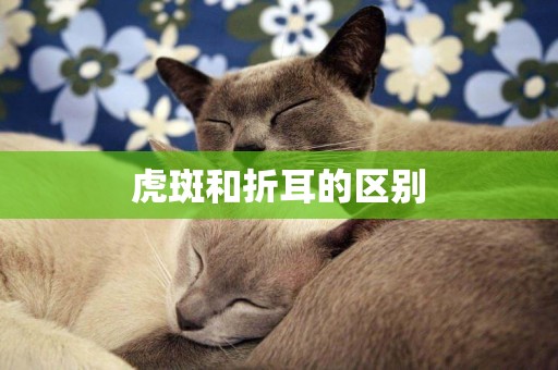 虎斑和折耳的區別