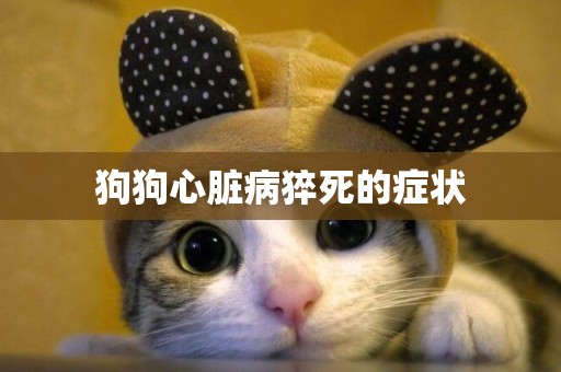 狗狗心臟病猝死的癥狀