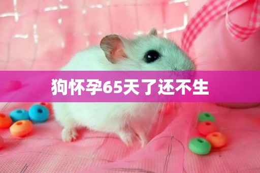 狗懷孕65天了還不生