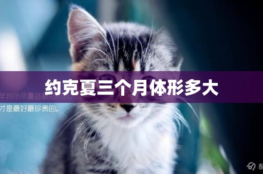約克夏三個月體形多大