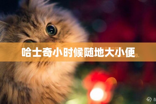 哈士奇小時候隨地大小便