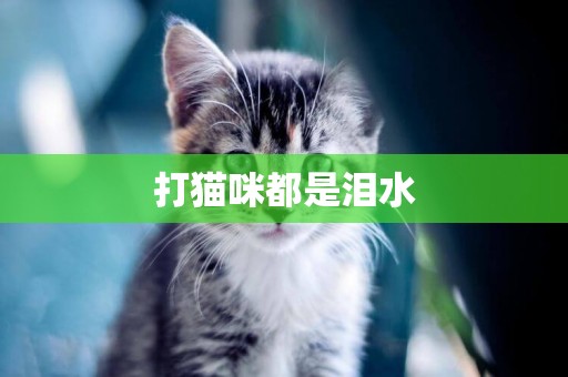打貓咪都是淚水