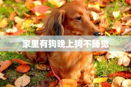 家里有狗晚上狗不睡覺