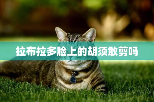 拉布拉多臉上的胡須敢剪嗎