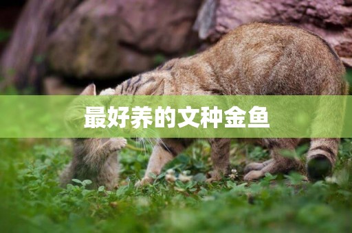 最好養的文種金魚