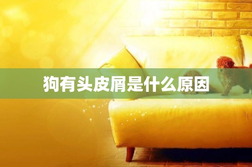 狗有頭皮屑是什么原因