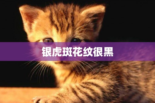 銀虎斑花紋很黑