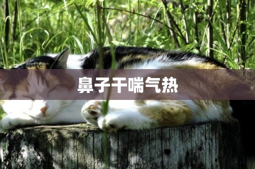 鼻子干喘氣熱