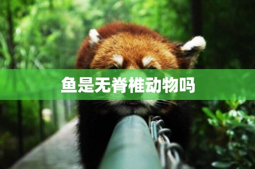 魚是無脊椎動物嗎