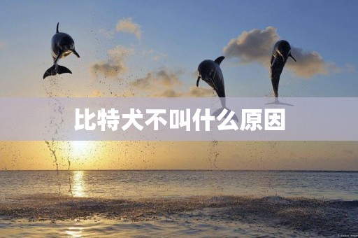 比特犬不叫什么原因