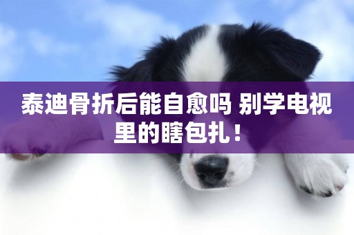 泰迪骨折后能自愈嗎 別學電視里的瞎包扎！