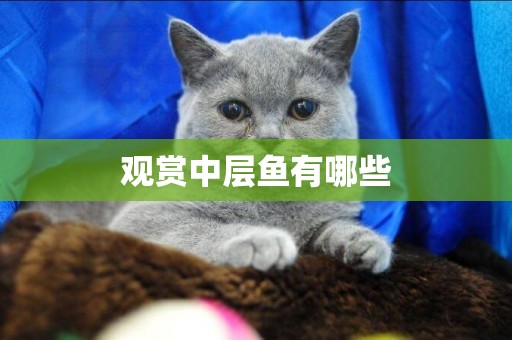 觀賞中層魚有哪些