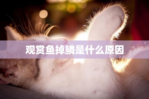 觀賞魚掉鱗是什么原因