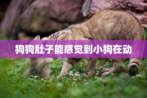 狗狗肚子能感覺到小狗在動