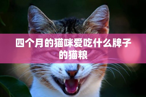 四個月的貓咪愛吃什么牌子的貓糧