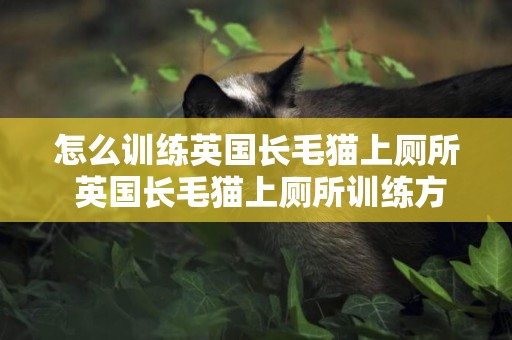 怎么訓練英國長毛貓上廁所 英國長毛貓上廁所訓練方法
