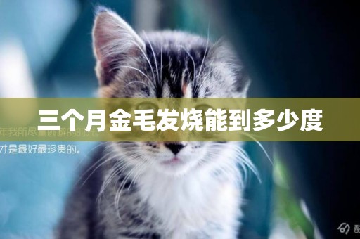 三個月金毛發燒能到多少度