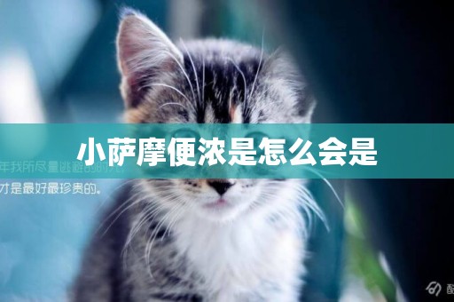 小薩摩便濃是怎么會是