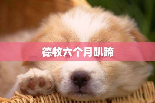 德牧六個月趴蹄