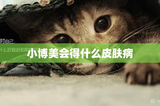 小博美會得什么皮膚病