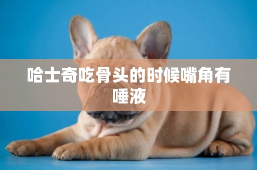 哈士奇吃骨頭的時候嘴角有唾液