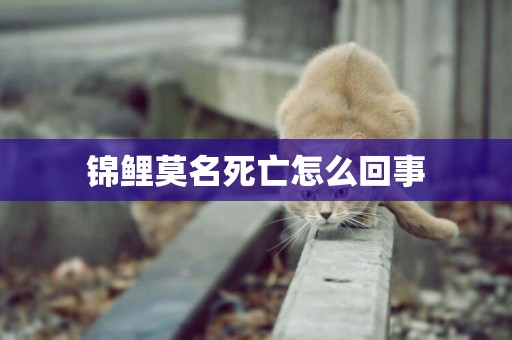 錦鯉莫名死亡怎么回事