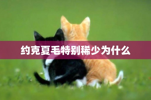 約克夏毛特別稀少為什么