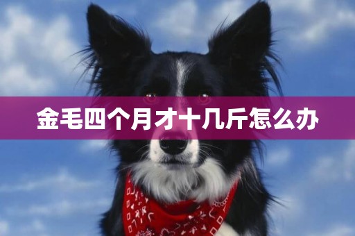 金毛四個月才十幾斤怎么辦