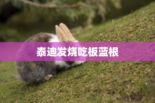 泰迪發燒吃板藍根