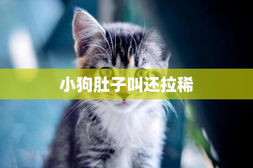 小狗肚子叫還拉稀