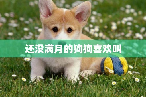 還沒滿月的狗狗喜歡叫