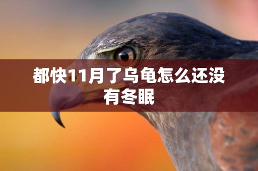 都快11月了烏龜怎么還沒有冬眠