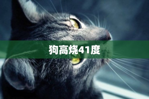 狗高燒41度