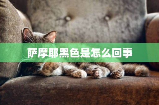 薩摩耶黑色是怎么回事