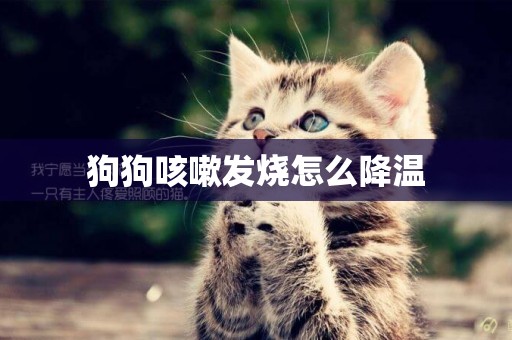 狗狗咳嗽發燒怎么降溫