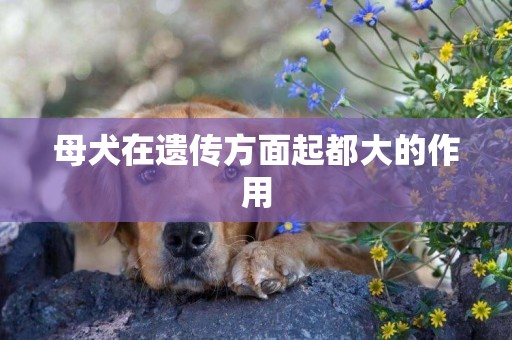 母犬在遺傳方面起都大的作用