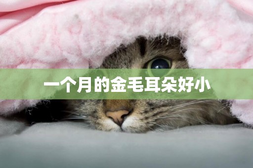 一個月的金毛耳朵好小