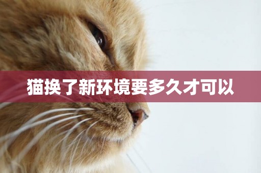 貓換了新環境要多久才可以