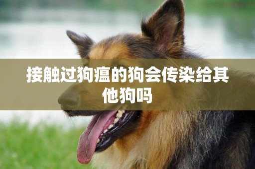 接觸過狗瘟的狗會傳染給其他狗嗎