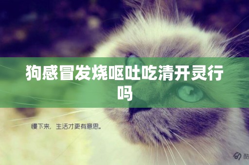 狗感冒發燒嘔吐吃清開靈行嗎