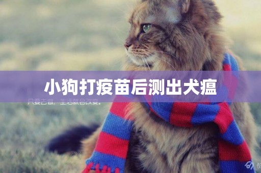 小狗打疫苗后測出犬瘟