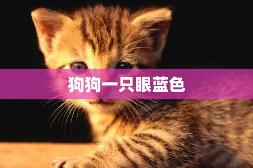 狗狗一只眼藍色