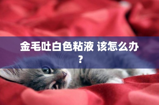 金毛吐白色粘液 該怎么辦？
