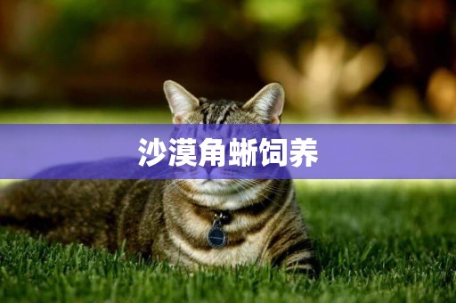 沙漠角蜥飼養