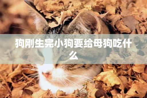 狗剛生完小狗要給母狗吃什么